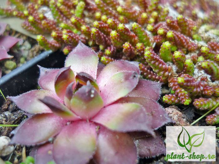 10997174_1046930721990793_1752233554053637083_n