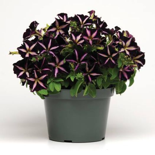 11000885_1035185176498681_1935097249793172531_n