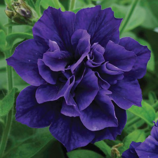 11001806_1035185229832009_3212500335036766827_n