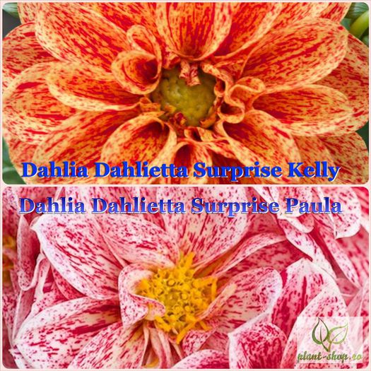 11002586_1035184703165395_2470848145790105955_n