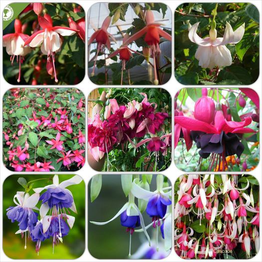 11046570_1047662878584244_6158193576381275203_n