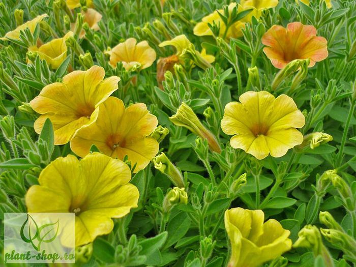 11066514_1073583502658848_2134085576327344928_n