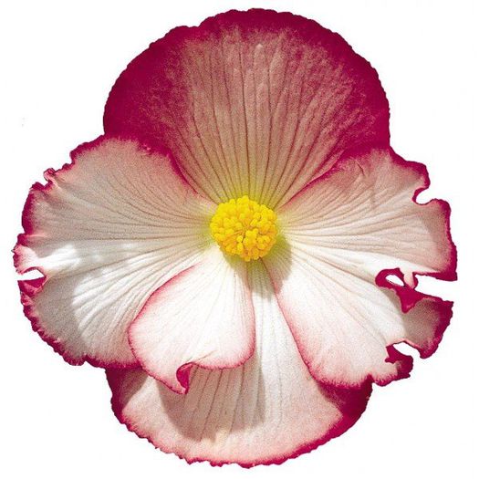 11067500_1054795041204361_5068728331852872745_n