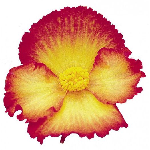 11070618_1054795044537694_225063123295334636_n