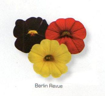 11075252_1058404210843444_8611306293283970601_n