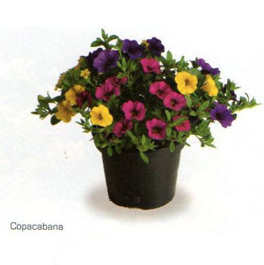 11080960_1058404217510110_2636145848336035386_n