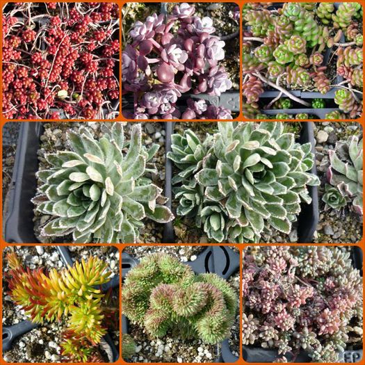 11128760_1071657852851413_2910721785216339655_n