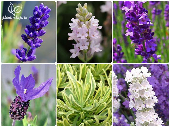 11143151_1066445423372656_5743020487246902504_n