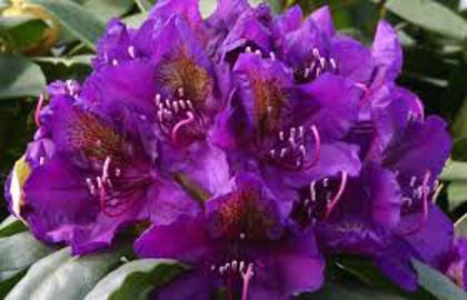 rhododendron marcel menard