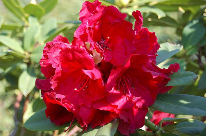 rhododendron RED-JACK