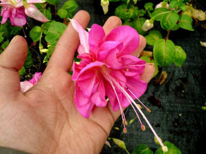 10574452_913793421971191_2202762654456131576_n