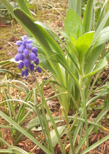 bulbi muscari; 10 bulbi 5 ron
