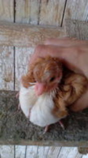 102899366_OQQVEUC[1] - pui 2015