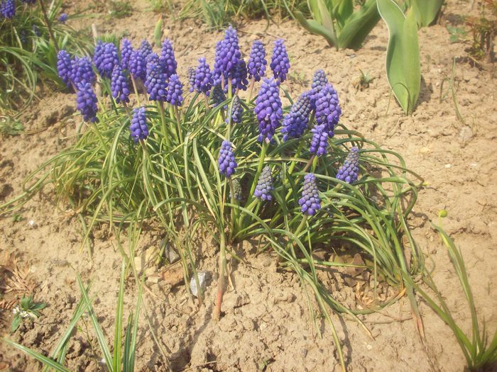 bulbi muscari - bulbi muscari