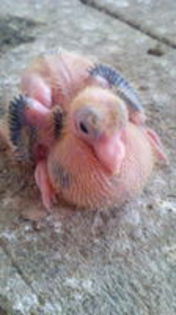 102899363_SSRNZET3[1]