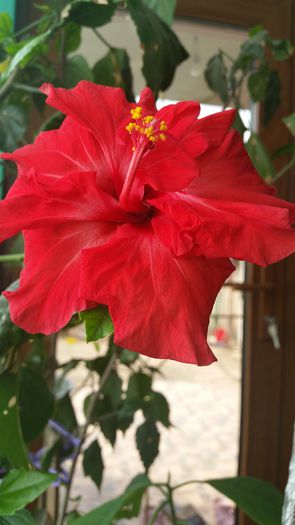 20150428_105110 - Hibiscus