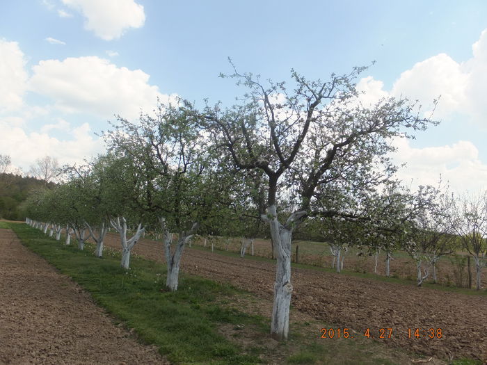 DSCF6161 (27-04-2015); (27-04-2015)
