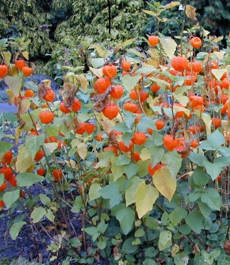 seminte physalis - Physalis lampioane