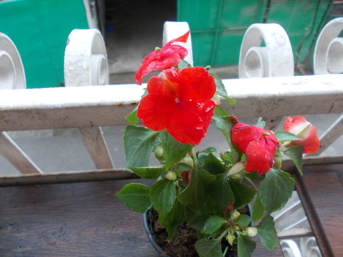 DSCN5483 - Impatiens 2015