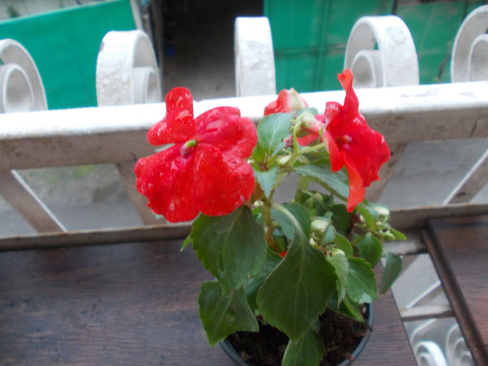 DSCN5484 - Impatiens 2015