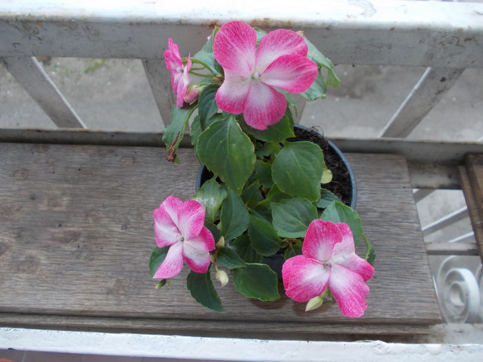 DSCN5465 - Impatiens 2015