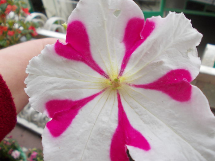 DSCN5475 - Petunii 2015