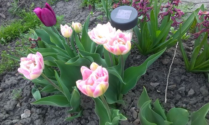 27 aprilie - A venit Primavara