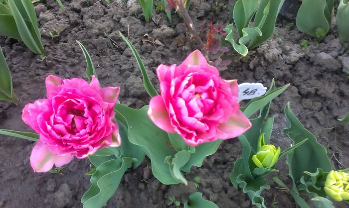 27 aprilie - Up Pink - A venit Primavara