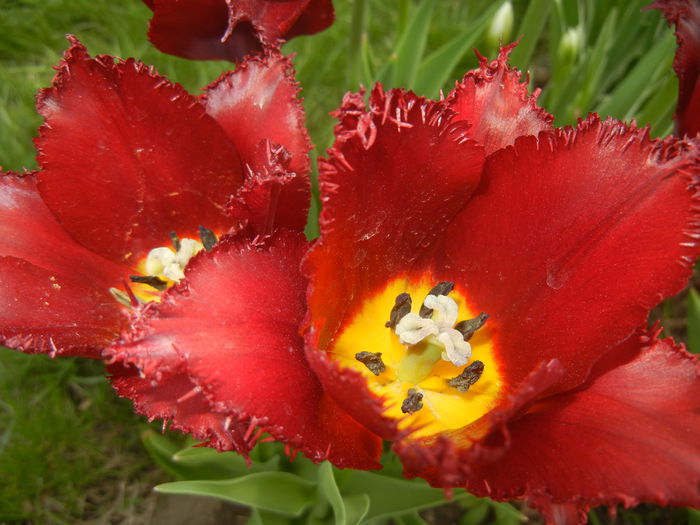 Tulipa Pacific Pearl (2015, April 20)