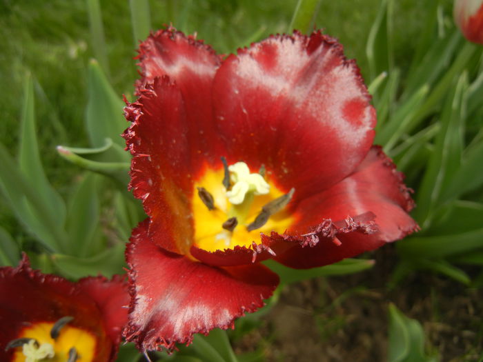 Tulipa Pacific Pearl (2015, April 20)