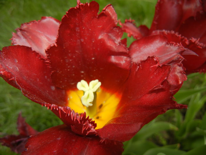 Tulipa Pacific Pearl (2015, April 20)