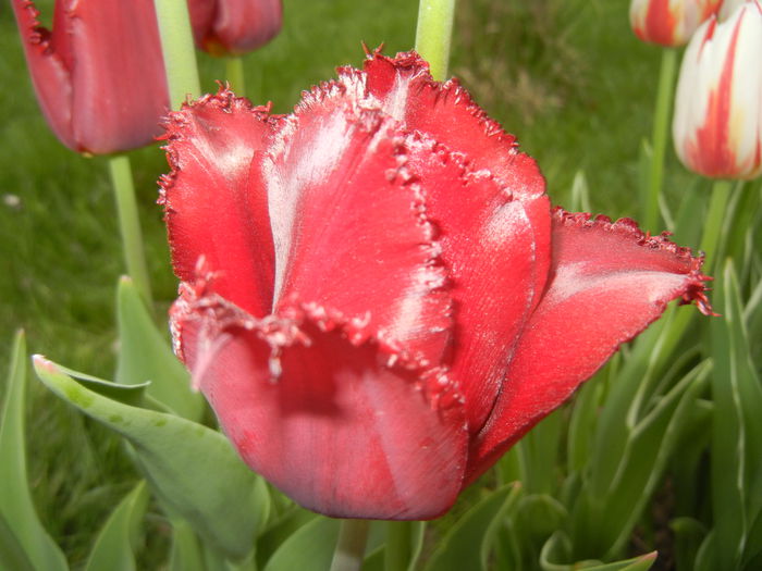 Tulipa Pacific Pearl (2015, April 20)