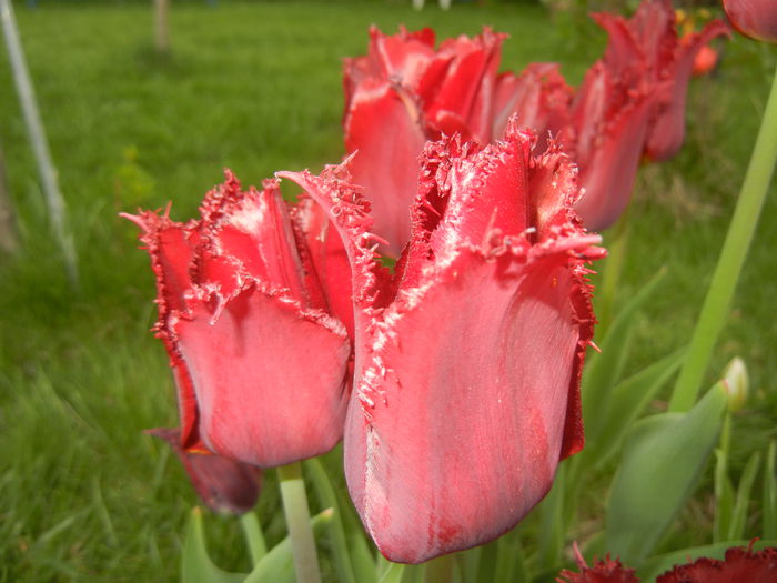 Tulipa Pacific Pearl (2015, April 20)