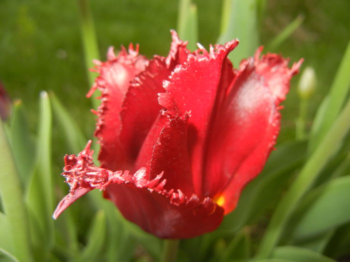 Tulipa Pacific Pearl (2015, April 20) - Tulipa Pacific Pearl
