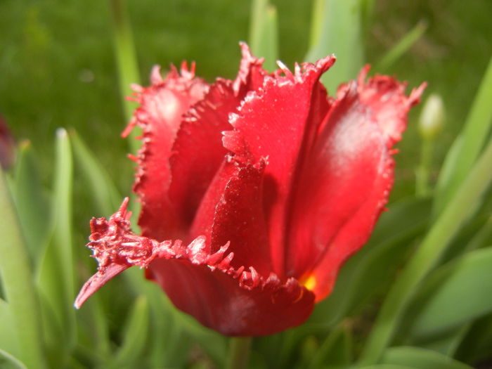 Tulipa Pacific Pearl (2015, April 20)