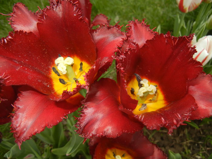 Tulipa Pacific Pearl (2015, April 20) - Tulipa Pacific Pearl