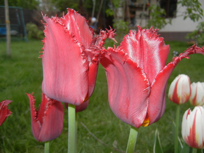 Tulipa Pacific Pearl (2015, April 20) - Tulipa Pacific Pearl