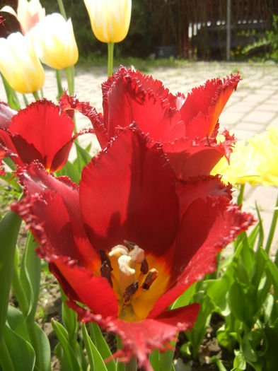 Tulipa Pacific Pearl (2015, April 20)