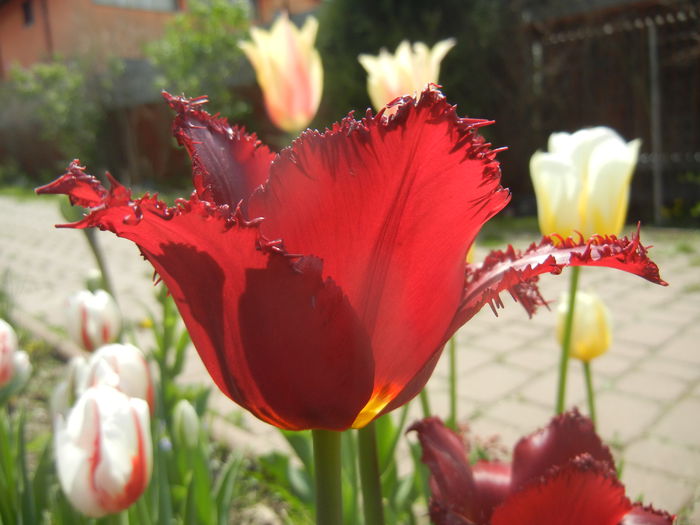 Tulipa Pacific Pearl (2015, April 20)