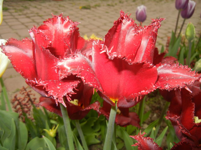 Tulipa Pacific Pearl (2015, April 21)
