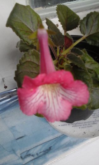 20150324_075745 - flori diverse