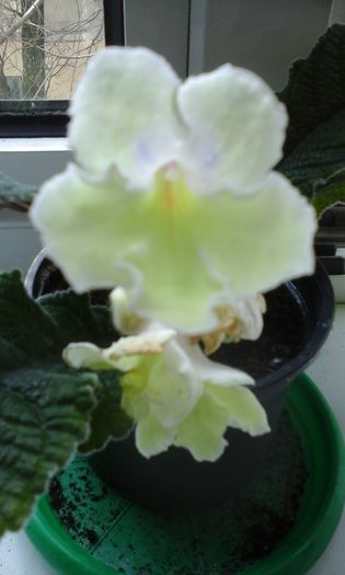 20150330_104554 - flori diverse