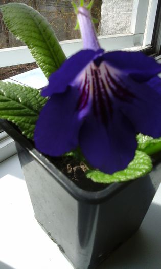 20150330_104646 - flori diverse