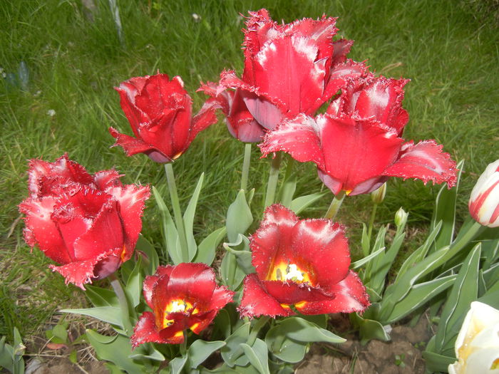 Tulipa Pacific Pearl (2015, April 21) - Tulipa Pacific Pearl