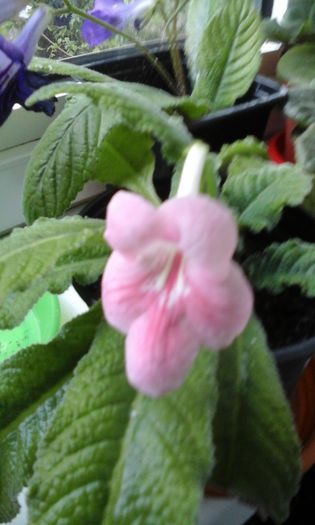 20150428_102427 - flori diverse