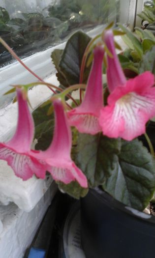 20150413_113711 - flori diverse