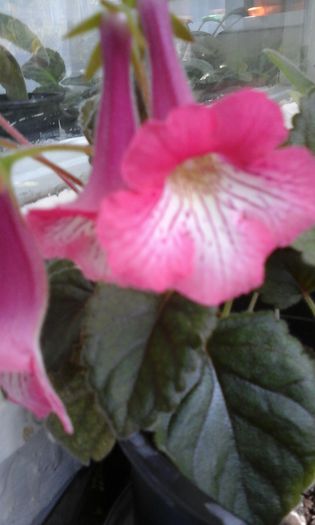 20150413_113707 - flori diverse