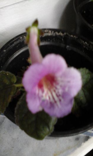 20150429_085815 - flori diverse