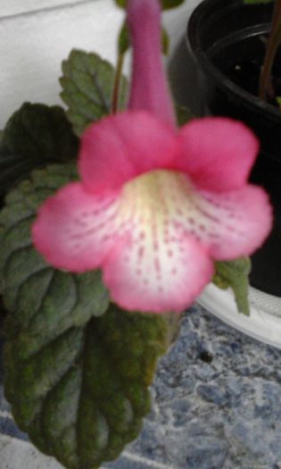 20150429_085729 - flori diverse