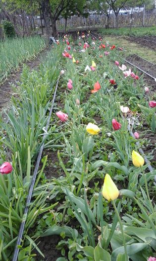 20150429_165408 - flori diverse